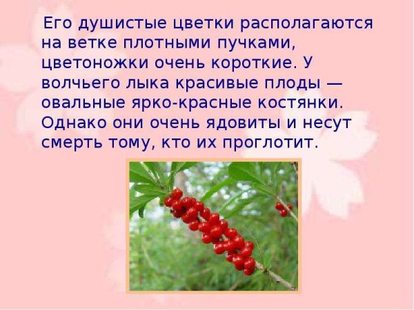 Рассказ о ягоде Волчье лыко