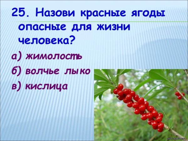 Опасные ягоды для человека