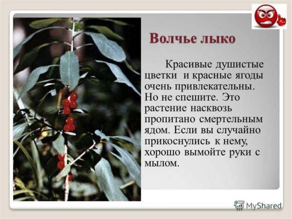 Ядовитые растения презентация