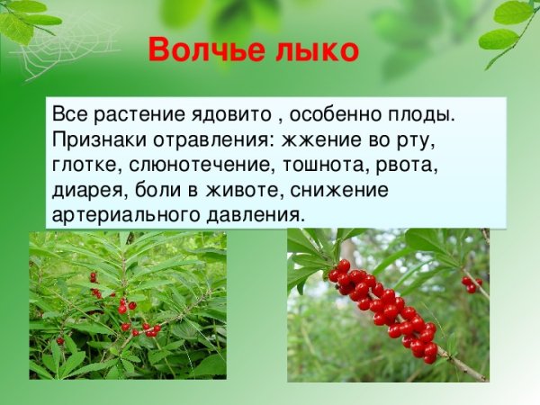 Волчье лыко красная