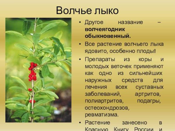 Волчье лыко ядовитое