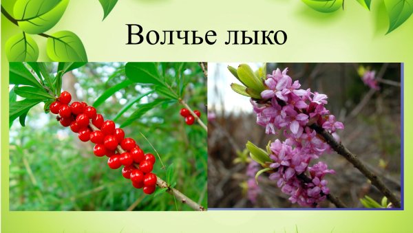 Волчье лыко цветы