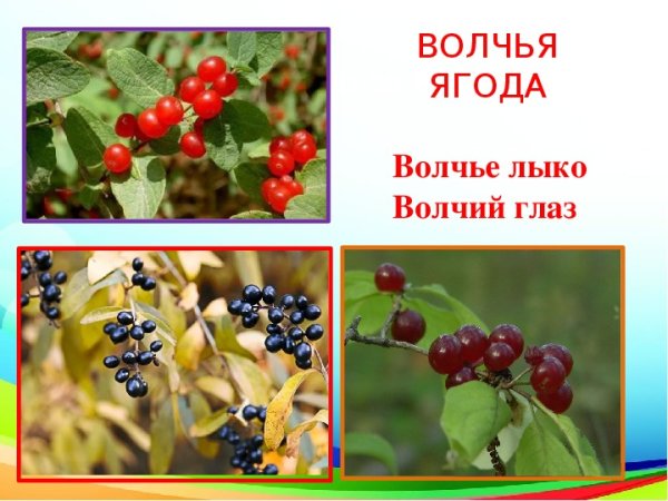 Ядовитые растения Удмуртии