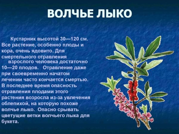 Волчье лыко ядовитое растение описание