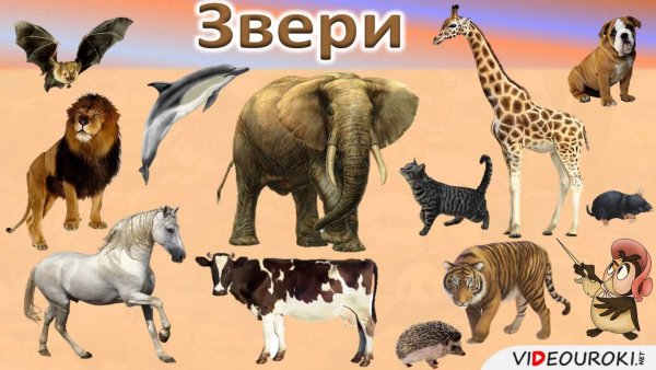 Животные второй класс