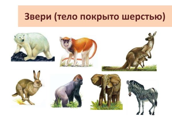 Разнообразие зверей