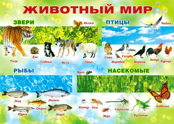 Тема недели животный мир
