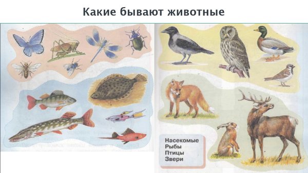 Животные делятся на группы для 1 класс