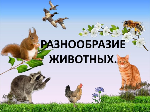 Разнообразие животных на земле
