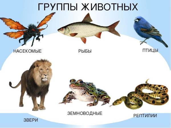 Группы животных