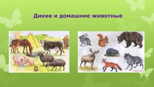 Дикиедомашних животные