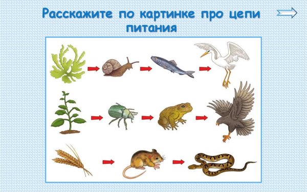 Цепи питания животных