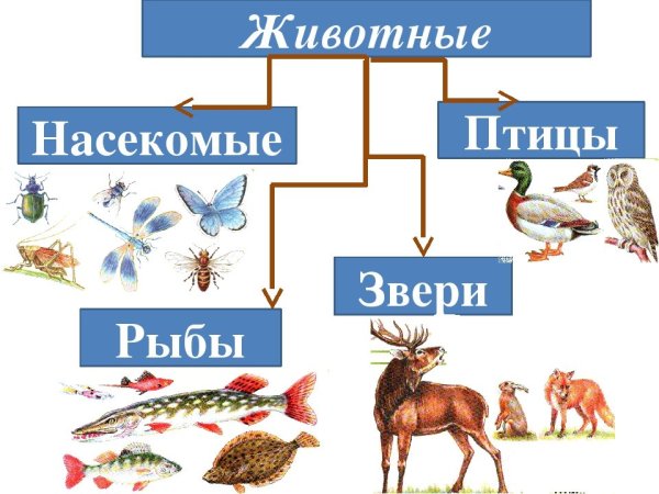 Животные делятся на группы