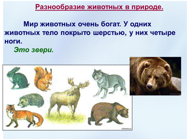Разнообразие животных