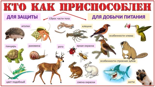 Кто как приспособлен животные