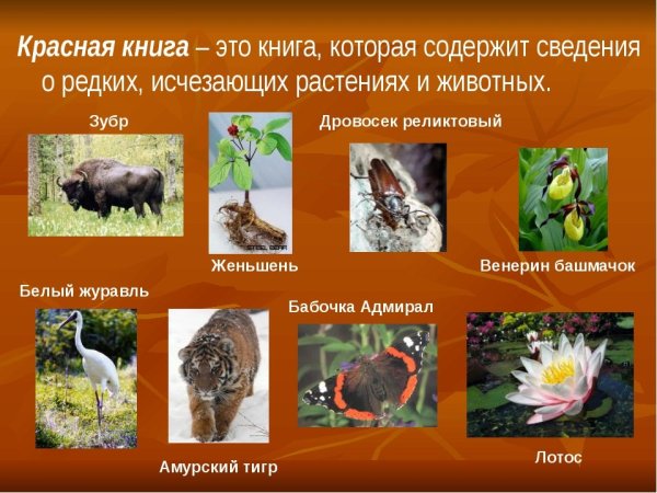 Окруж мир проект красная книга 2 класс