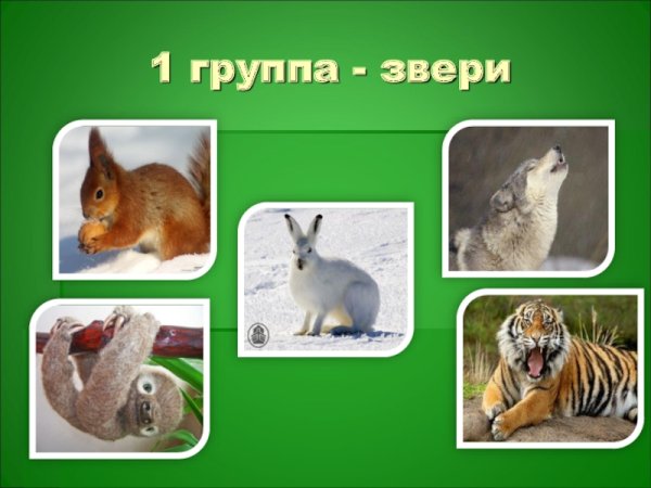 Окружающий мир животные