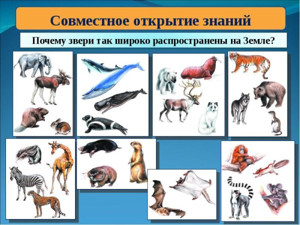 Млекопитающие животные список