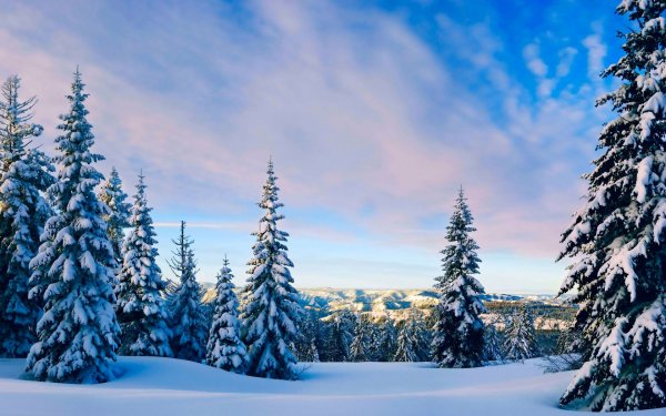 Зимой в лесу