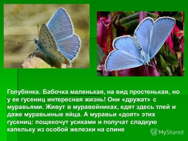 Бабочка голубянка описание