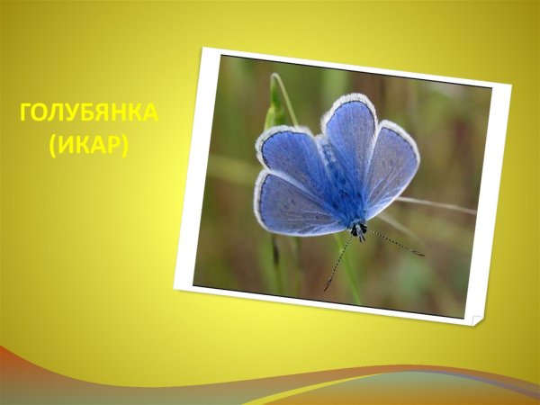 Бабочка голубянка окружающий мир 1 класс