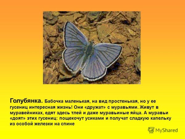 Описание бабочки голубянки