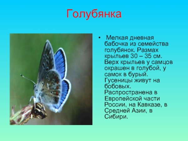 Бабочка голубянка размах крыльев