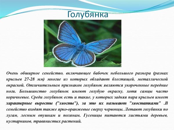 Бабочка голубянка описание