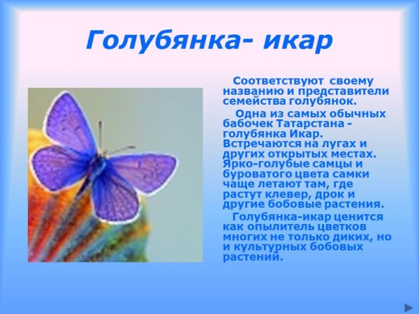 Бабочка голубянка описание