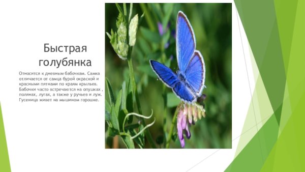 Голубянка бабочка рассказ