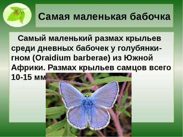Интересные истории про бабочек