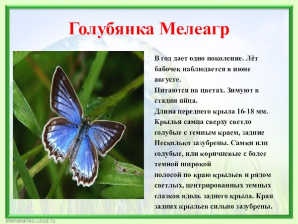 Голубянка мелеагр бабочка