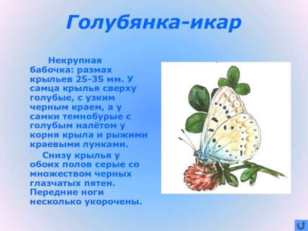 Голубянка бабочка краткое описание