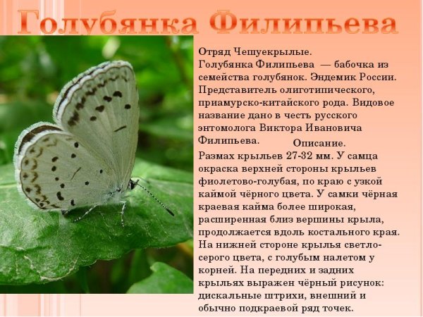 Голубянка Филипьева красная книга