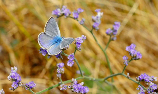 Бабочки голубянки
