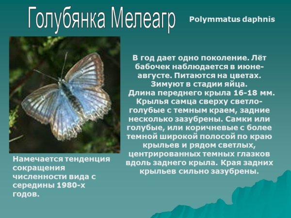 Голубянка мелеагр красная книга