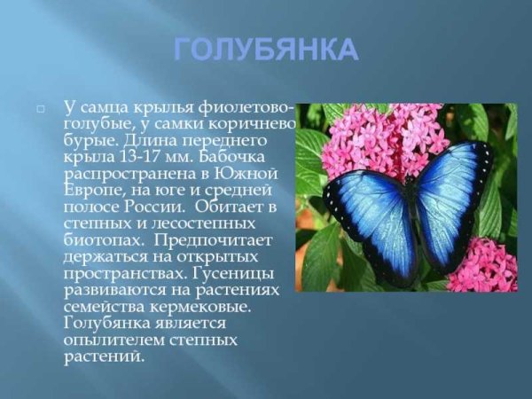Голубянка бабочка сообщение 2 класс