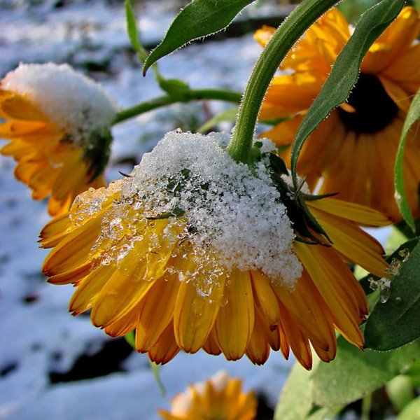 Осенне-зимние цветы