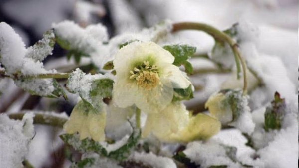 Морозник зимний цветок