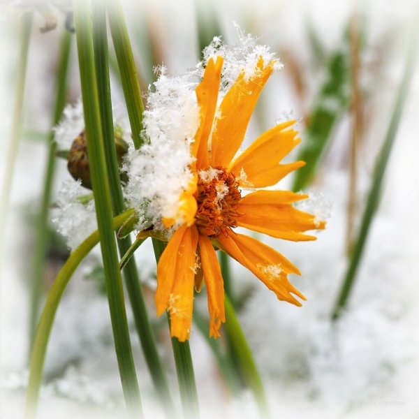 Осенние цветы в снегу