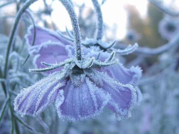 Морозные цветы
