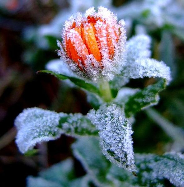 Цветы в инее