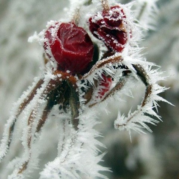 Цветы зимой