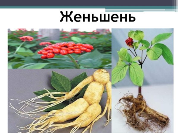Женьшень красная книга России