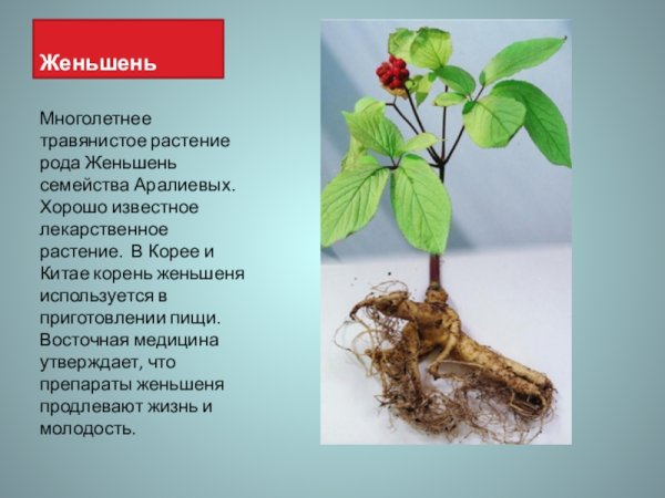 Растения красной книги России женьшень