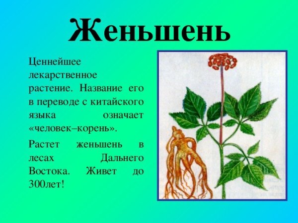 Женьшень растение