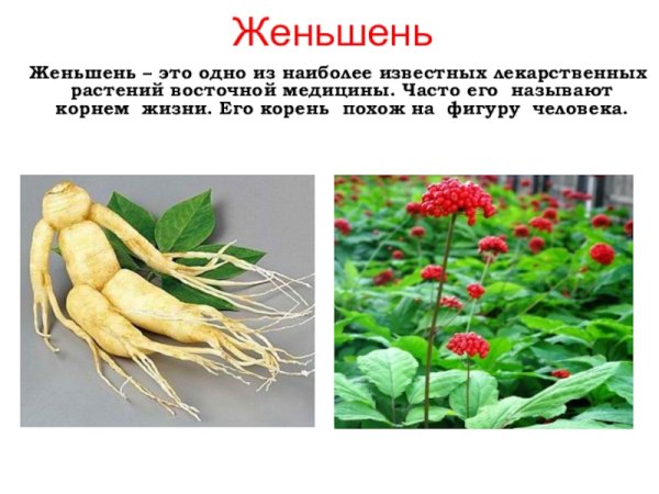 Растения красной книги России женьшень