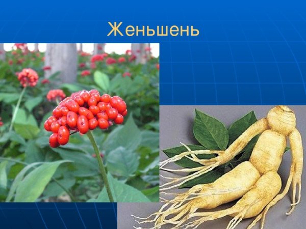 Растения красной книги России женьшень