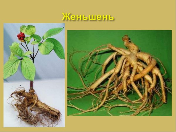 Плоды женьшеня