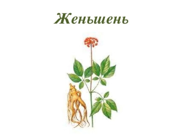 Женьшень 2 класс